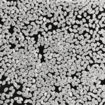 Arroz para Sushi Koshihikari Premium de Grão Curto - 5 kg - Imagem 8